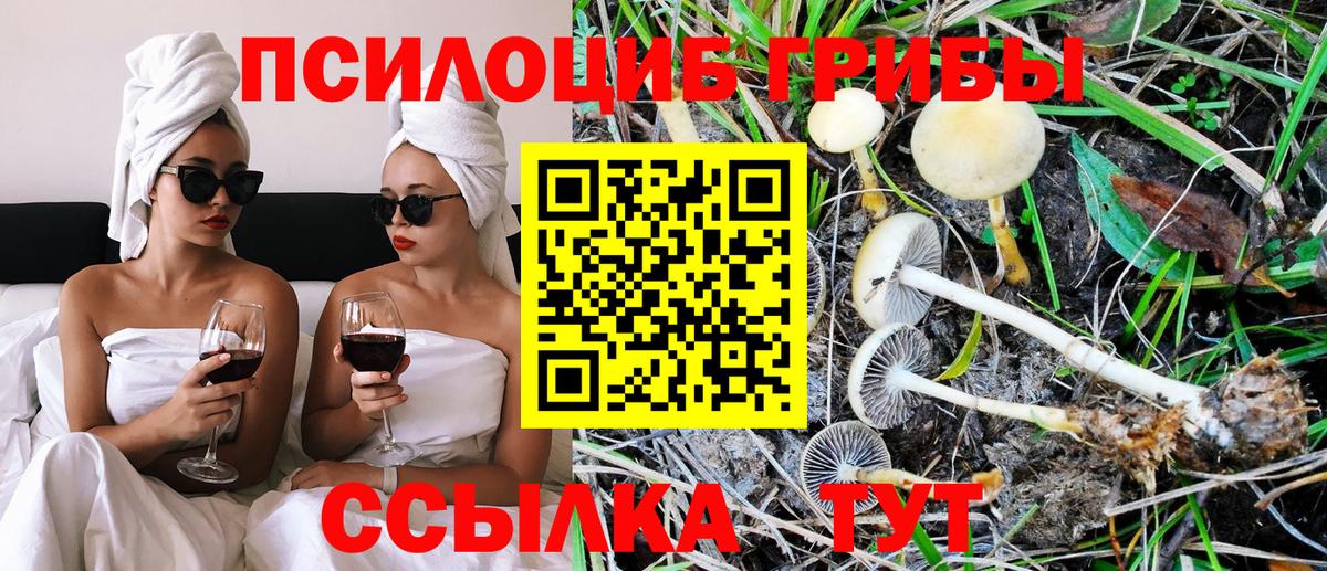 Галлюциногенные грибы Psilocybine cubensis Балаково